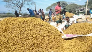সমতলে বাড়ছে পাহাড়ি হলুদের কদর, বাণিজ্য প্রায় ৩০০ কোটি টাকার