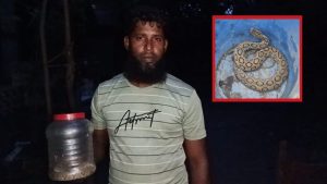 কামড়ের পরও রাসেল ভাইপার ধরে আনলেন যুবক