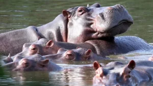 পাবলো এসকোবারের জলহস্তী মারতে চায় কলম্বিয়া, ভারতে এনে বাঁচাতে চান অনন্ত আম্বানি