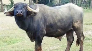 কোরবানির হাটে মহিষের আক্রমণে প্রাণ গেল ২ জনের