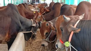 পাবনায় প্রস্তুত চাহিদার দ্বিগুণ কোরবানির পশু