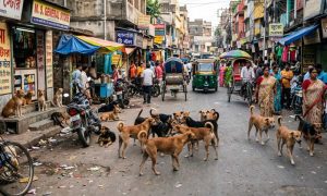 ‘মানুষের নির্ভয়ে বাঁচার অধিকার আছে’