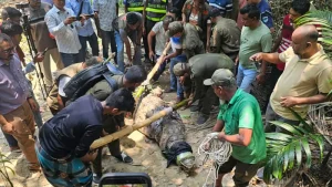 কুমির সরিয়ে নেওয়ায় ক্ষোভ খাদেমের, মাজারের দিঘিতে ফিরিয়ে দেওয়ার দাবি